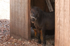 Mini Horse in the Shed