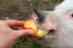 Pig Eating Fruit